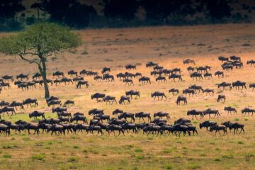 ngorongoromigration scaled 7-Day Tanzania Great Migration Safari