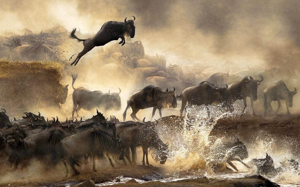 The Great Wildebeest Migration, Serengeti Wildebeest Migration