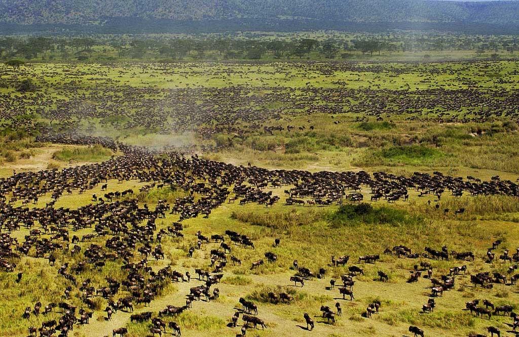 East Africa, Great Migration, wildebeest, hazardous, waters, hazardous waters, Mara River, southern Ndutu, western Serengeti, Serengeti, zebra and gazelle, Masai Mara, eland, and impala