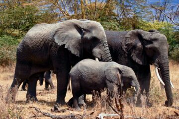 elephantsfari scaled 1-Day Moshi-Arusha National Park