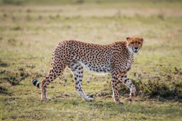 tiger scaled 6-Day Serengeti Ngorongoro Manyara and Tarangire