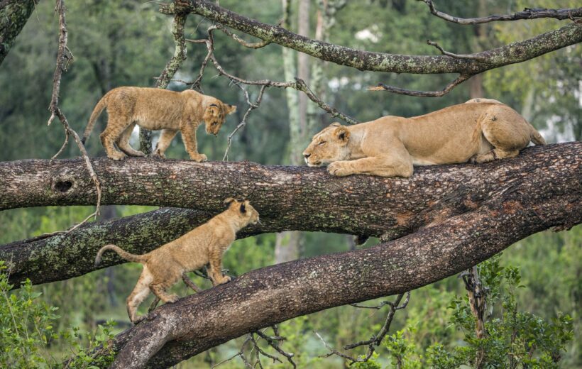 Lake Manyara National Park