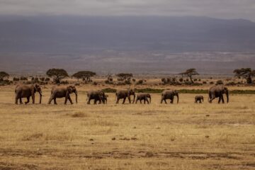 elephant 1 scaled 1-Day Ngorongoro Adventure