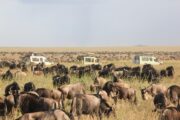 aftermigrationinserengeti 7-Day Tanzania Great Migration Safari