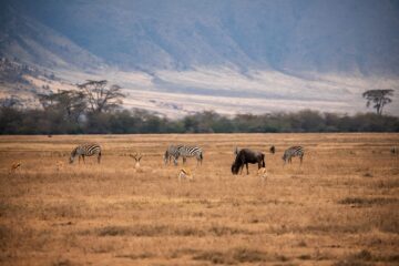 animalinoneplace scaled 3-Day Ngorongoro Crater & Serengeti National Park Safari