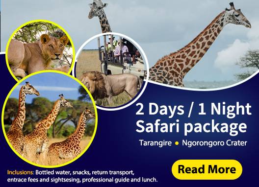 Tanzania wildlife safari
