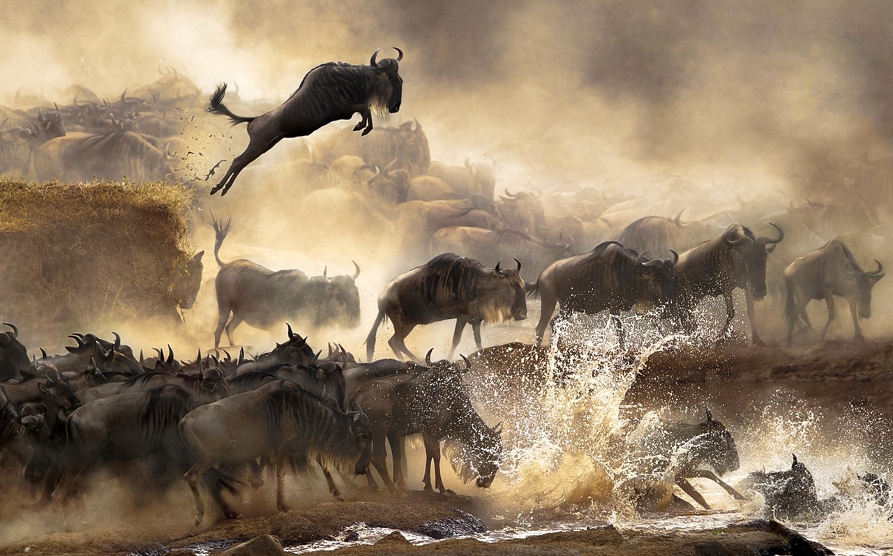 Great, Wildebeest, Migration, East Africa,zebra, gazelle,