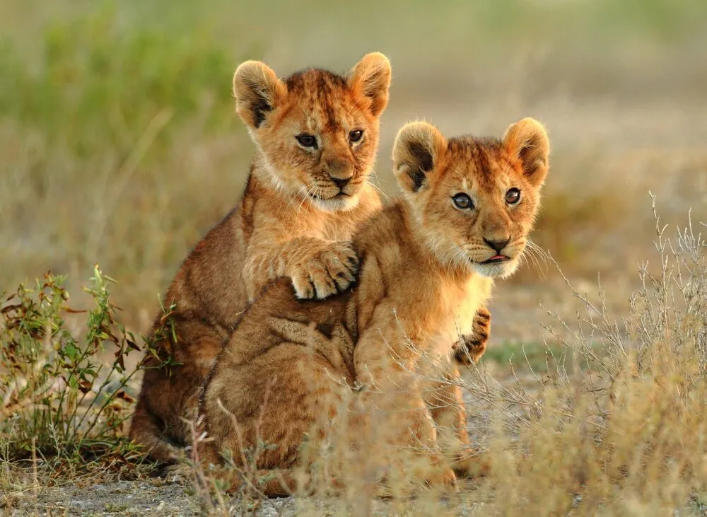 Serengeti National Parks