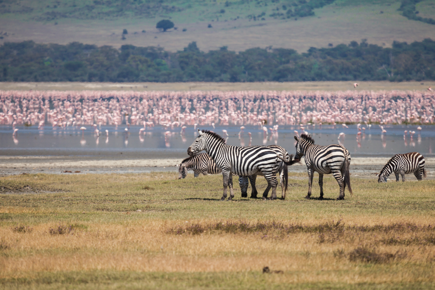 Ngorongoro conservation area